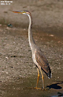 Purple Heron