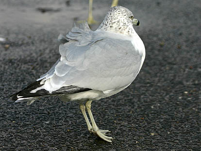 2nd W RBGull