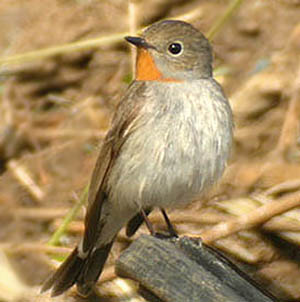 Red-throated Flycatcher