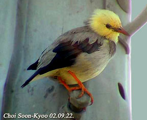 Red-billed Starling