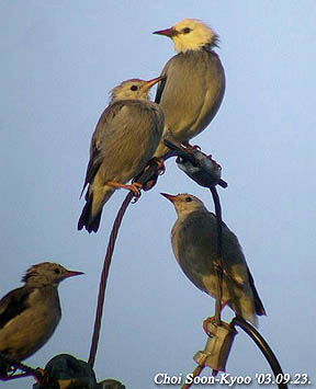 Red-billed Starling