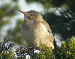 Red-billed Starling