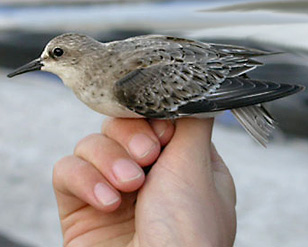 Red-necked Stint