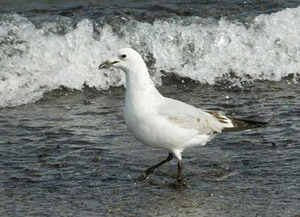 Relict Gull