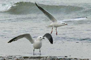 Relict Gull