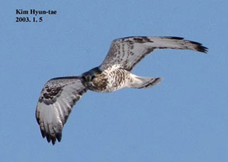 Rough-legged Buzzard