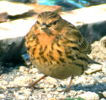 Red-throated Pipit