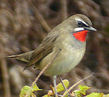 Siberian Rubythroat