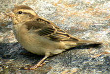Russet Sparrow