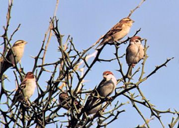 Russet Sparrows