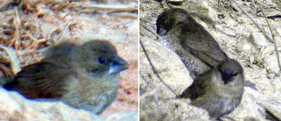 scaly-breasted munia