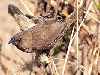 Scaly-breasted Munia