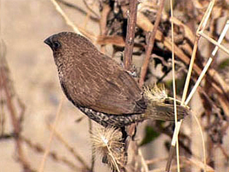 Scaly-breasted Munia