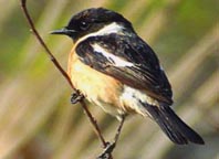 Siberian Stonechat