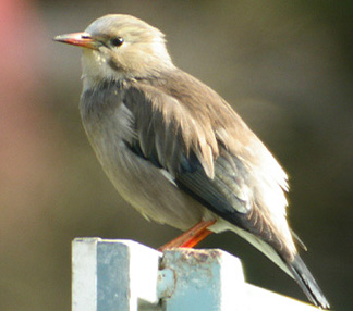 Red-billed Starling