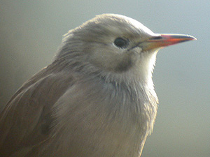Red-billed Starling