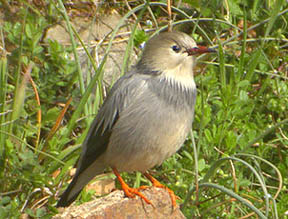 Red-billed Starling