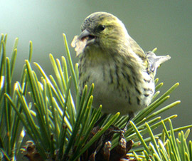 Siskin