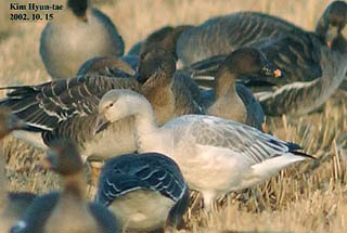 Snow Goose