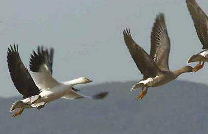 Snow Goose