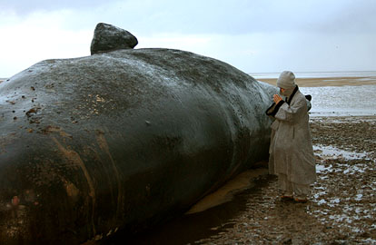 Dead Sperm Whale