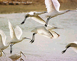White Spoonbill