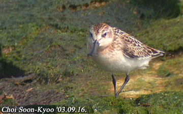 Spoon-billed Sandpiper