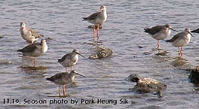 Spotted Redshank