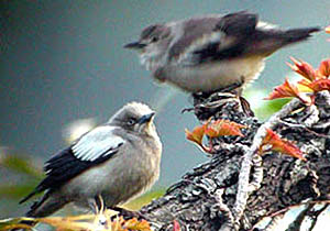 Oriental Pratincole