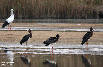Oriental Stork & Black Stork
