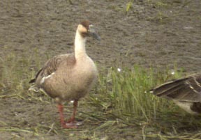 Swan Goose
