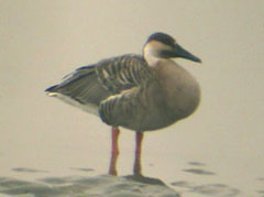 Swan Goose