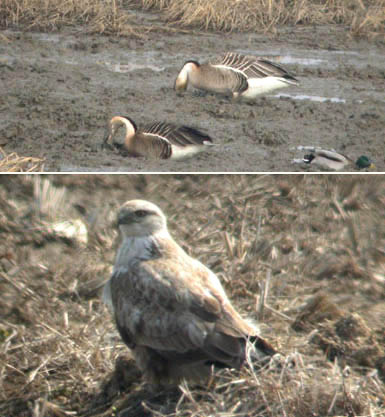 Swan Goose & Upland Buzzard