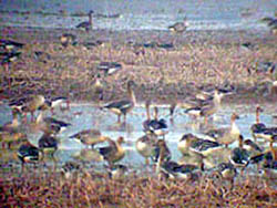 Taiga Bean Geese