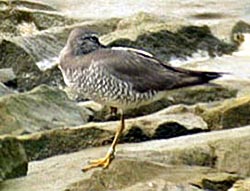 Grey-tailed Tattler