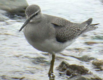 Grey-tailed Tattler
