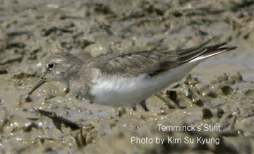 Temminck's Stint