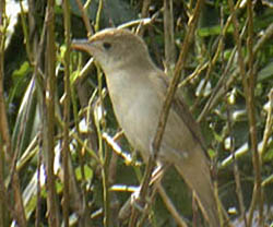 Thick-billed Warbler