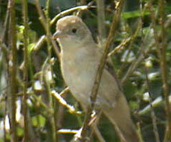 Thick-billed Warbler