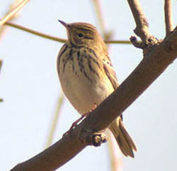 Eurasian Tree Pipit