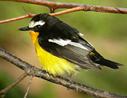 Yellow-rumped Flycatcher