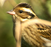 Tristram's Bunting