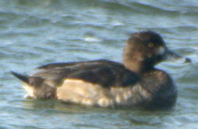 Hybrid Aythya 01