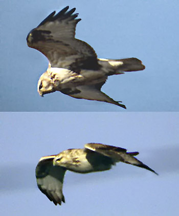 Upland Buzzard