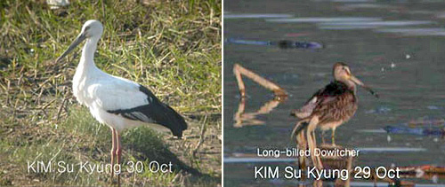 Oriental Stork & Long-billed Dowitcher