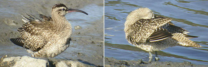variegatus Whimbrel