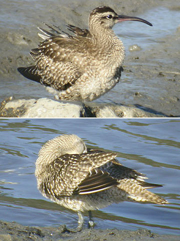 variegatus Whimbrel