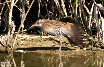 Water Rail