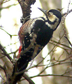 White-backed Woodpecker