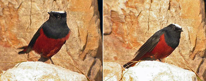 White-capped Redstart